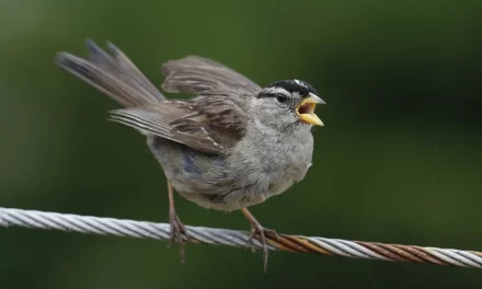 Melodías de supervivencia