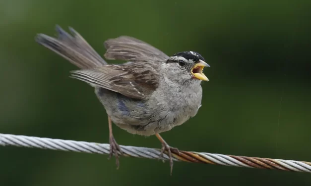 Melodías de supervivencia