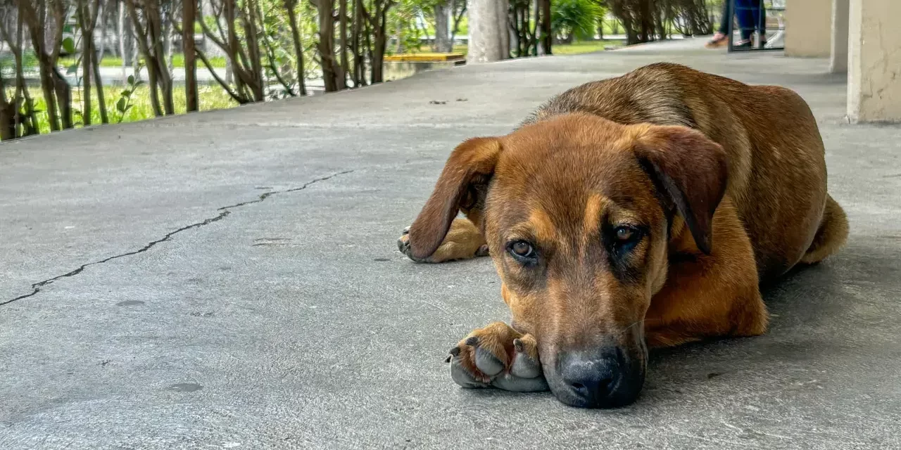 Soy de la calle. Cómo perritos sin dueño se volvieron parte de la comunidad universitaria