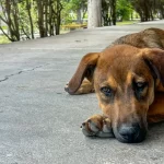 Soy de la calle. Cómo perritos sin dueño se volvieron parte de la comunidad universitaria
