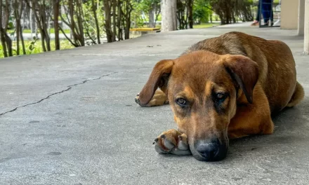 Soy de la calle. Cómo perritos sin dueño se volvieron parte de la comunidad universitaria