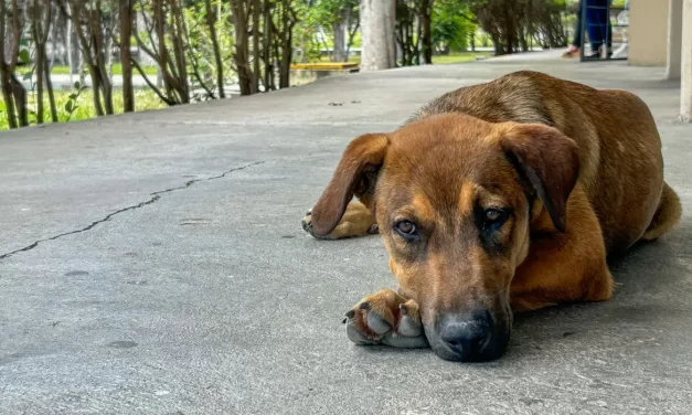 Soy de la calle. Cómo perritos sin dueño se volvieron parte de la comunidad universitaria