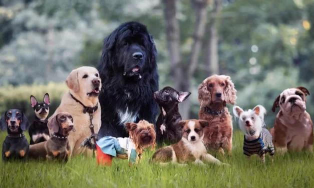Todos los días son Día del Perro